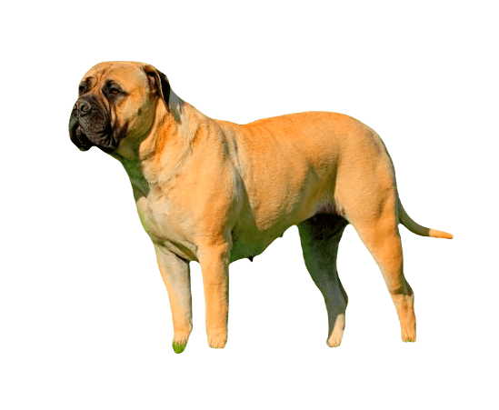 Bullmastiff Dog breed information in all topics