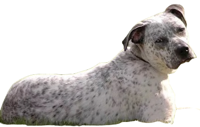 Bullmatian Dog breed information in all topics