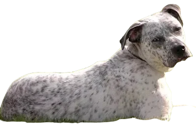 Bullmatian Dog breed information in all topics