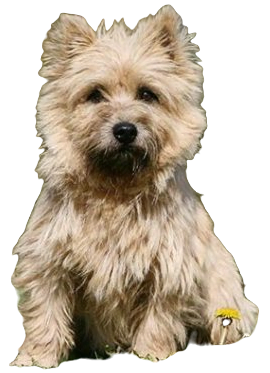 Cairn Terrier Dog breed information in all topics