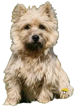 Cairn Terrier Dog breed information in all topics