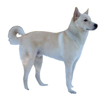 Canaan Dog breed information in all topics