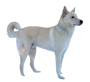 Canaan Dog breed information in all topics