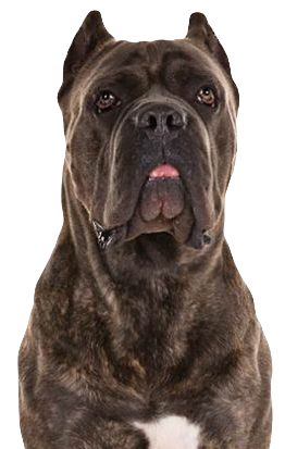 Cane Corso Dog breed information in all topics
