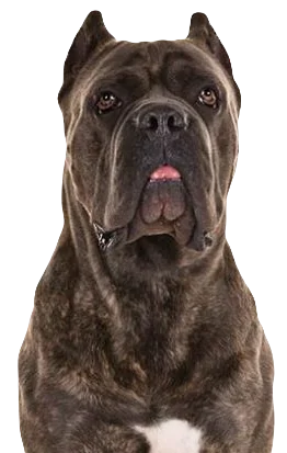 Cane Corso Dog breed information in all topics