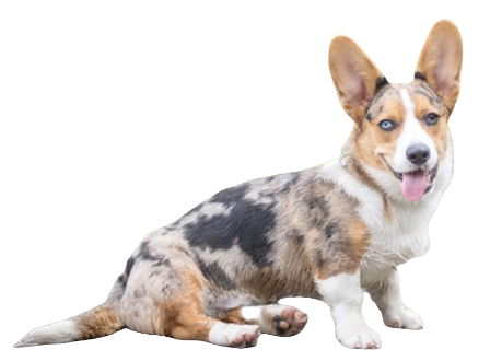 Cardigan Welsh Corgi Dog breed information in all topics