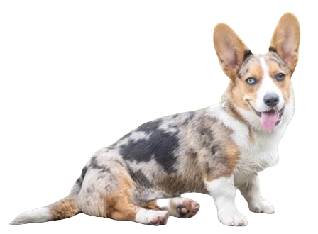 Cardigan Welsh Corgi Dog breed information in all topics