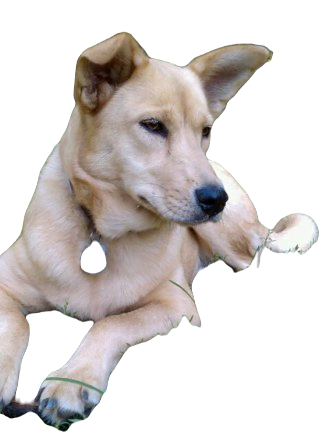 Carolina Dog breed information in all topics
