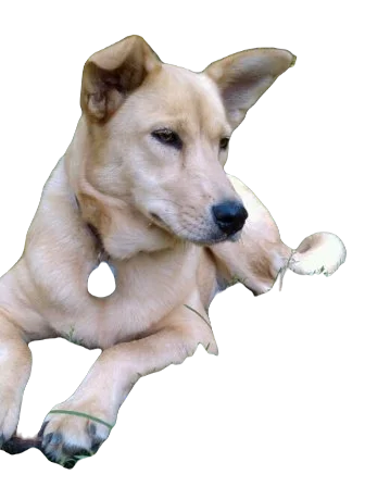 Carolina Dog breed information in all topics