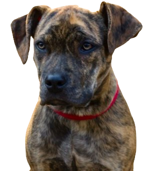 Catahoula Bull Dog breed information in all topics