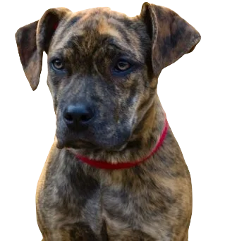 Catahoula Bull Dog breed information in all topics