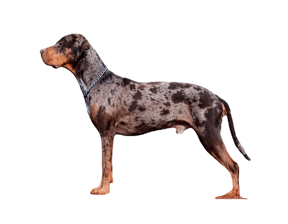Catahoula Leopard Dog breed information in all topics
