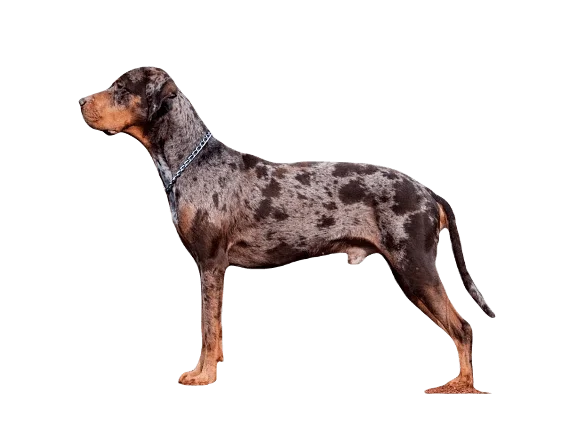 Catahoula Leopard Dog breed information in all topics