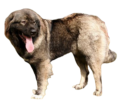 Caucasian Shepherd Dog breed information in all topics