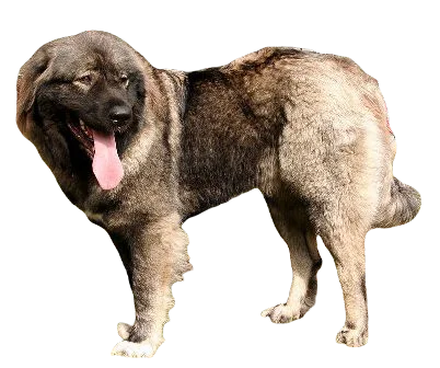 Caucasian Shepherd Dog breed information in all topics