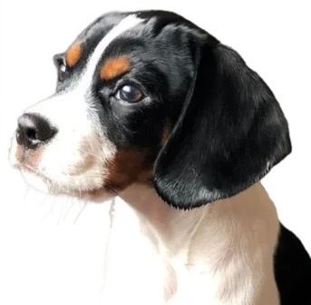 Cav a Jack Dog breed information in all topics