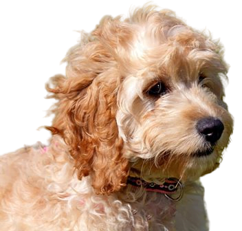 Cavachon Dog breed information in all topics