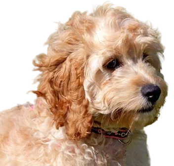 Cavachon Dog breed information in all topics