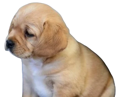 Cavador Dog breed information in all topics
