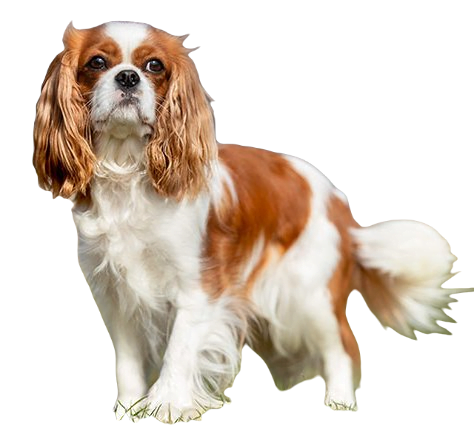 Cavalier King Charles Spaniel Dog breed information in all topics