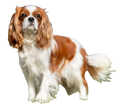 Cavalier King Charles Spaniel Dog breed information in all topics