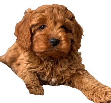 Cavapoo Dog breed information in all topics