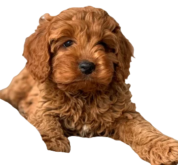 Cavapoo Dog breed information in all topics