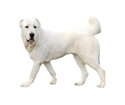 Central Asian Shepherd Dog breed information in all topics