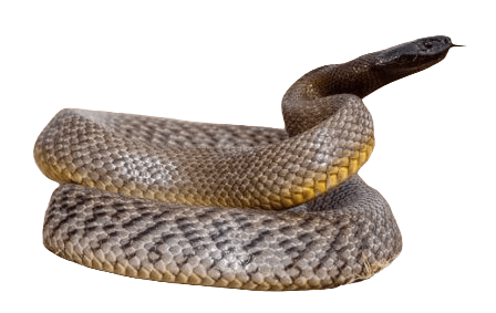 Central ranges taipan snakes information in all topics