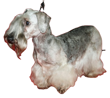 Cesky Terrier Dog breed information in all topics