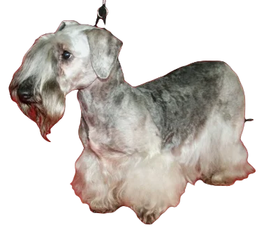 Cesky Terrier Dog breed information in all topics