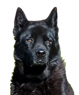 Chabrador Dog breed information in all topics