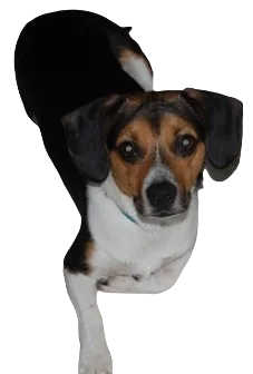 Cheagle Dog breed information in all topics