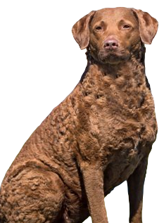 Chesapeake Bay Retriever Dog breed information in all topics