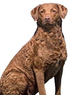 Chesapeake Bay Retriever Dog breed information in all topics