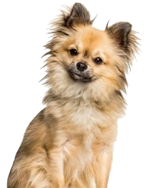Chi Chi Dog breed information in all topics
