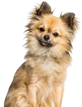 Chi Chi Dog breed information in all topics