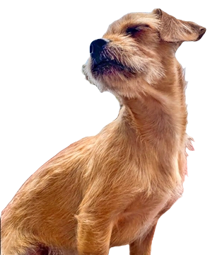 Chi Poo Dog breed information in all topics