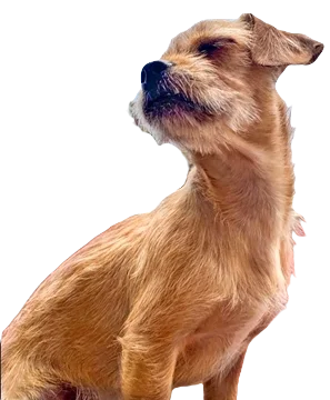 Chi Poo Dog breed information in all topics