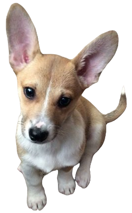 Chigi Dog breed information in all topics