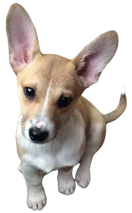 Chigi Dog breed information in all topics