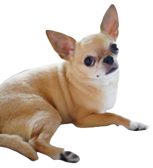 Chihuahua Dog breed information in all topics