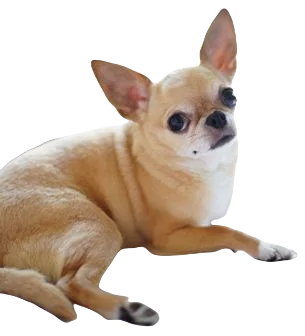 Chihuahua Dog breed information in all topics