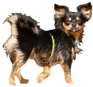Chilier Dog breed information in all topics