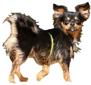 Chilier Dog breed information in all topics