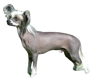 Chinese Crested Dog breed information in all topics