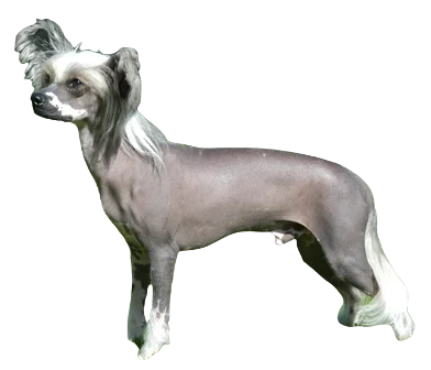 Chinese Crested Dog breed information in all topics