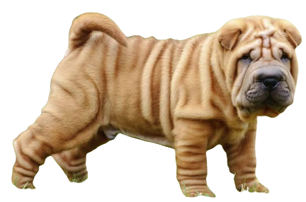Chinese Shar Pei Dog breed information in all topics