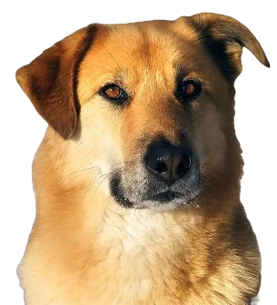 Chinook Dog breed information in all topics