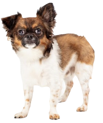 Chion Dog breed information in all topics